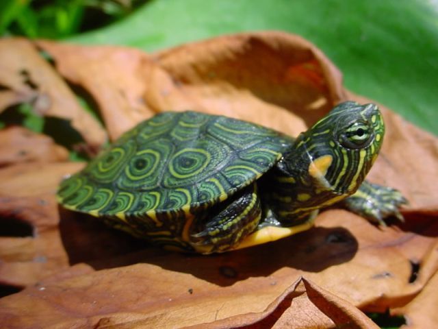 Породы черепах в Донском | ЗооТом портал о животных