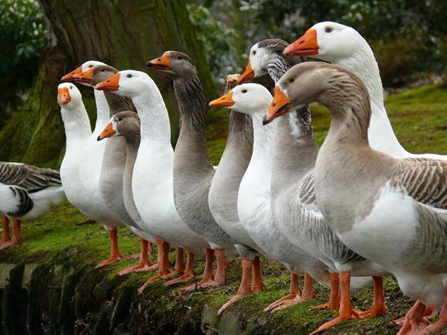 Породы гусей | ЗооТом - продажа, вязка и услуги для животных в Донском