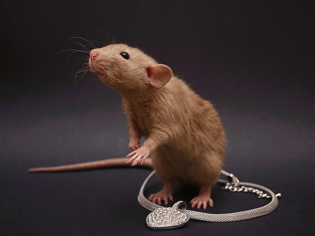 Породы крыс | ЗооТом - продажа, вязка и услуги для животных в Донском