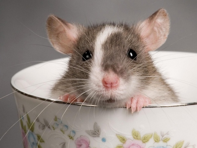 Породы крыс | ЗооТом - продажа, вязка и услуги для животных в Донском