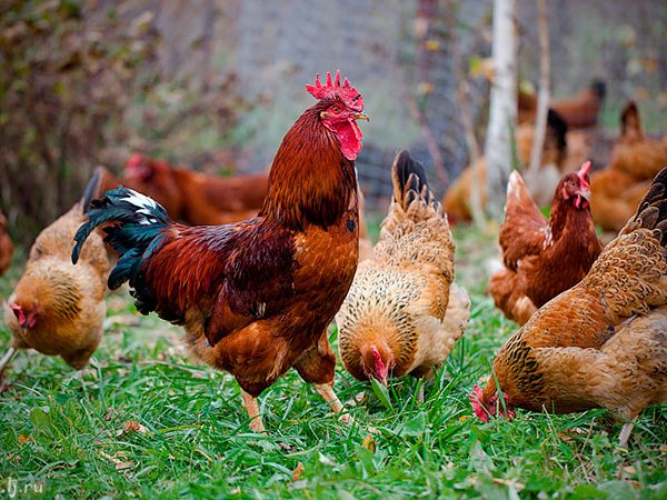Породы куриц | ЗооТом - продажа, вязка и услуги для животных в Донском