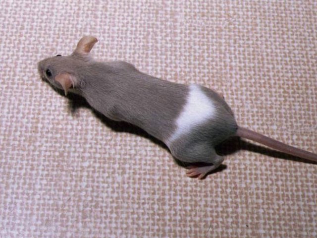 Породы мышей | ЗооТом - продажа, вязка и услуги для животных в Донском