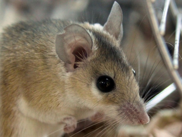 Содержание мышей и уход за ними в Донском | ЗооТом - продажа, вязка и услуги для животных в Донском