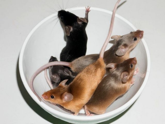Содержание мышей и уход за ними в Донском | ЗооТом - продажа, вязка и услуги для животных в Донском