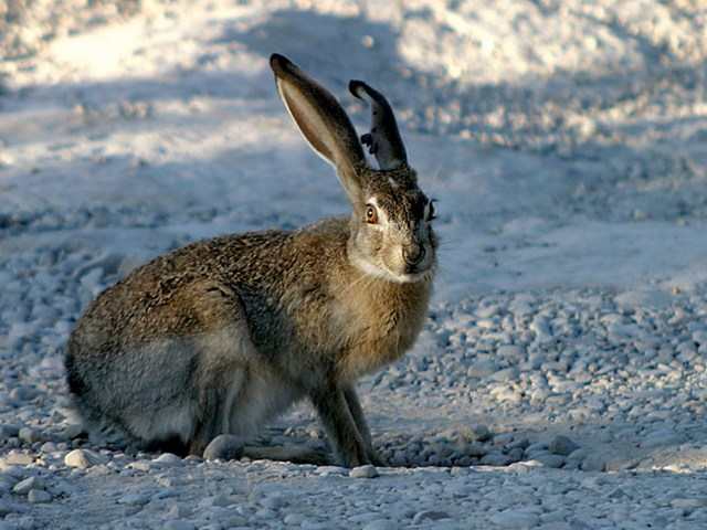 Породы зайцев | ЗооТом - продажа, вязка и услуги для животных в Донском