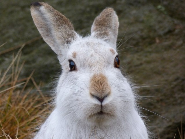 Содержание зайцев и уход за ними | ЗооТом - продажа, вязка и услуги для животных в Донском