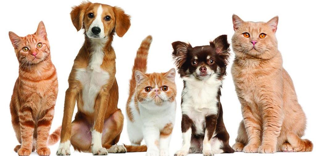 Доска объявлений о животных | ЗооТом - продажа, вязка и услуги для животных в Донском