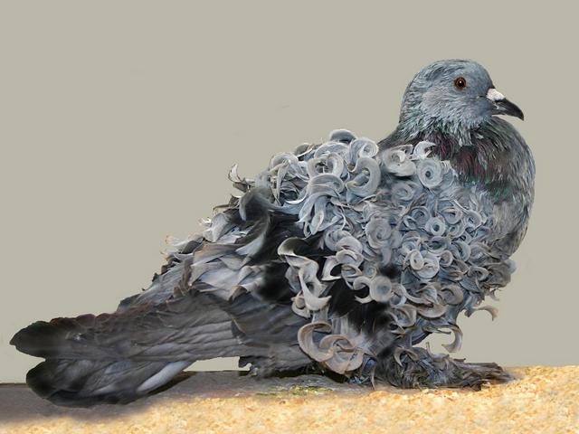 Породы голубей | ЗооТом - продажа, вязка и услуги для животных в Донском