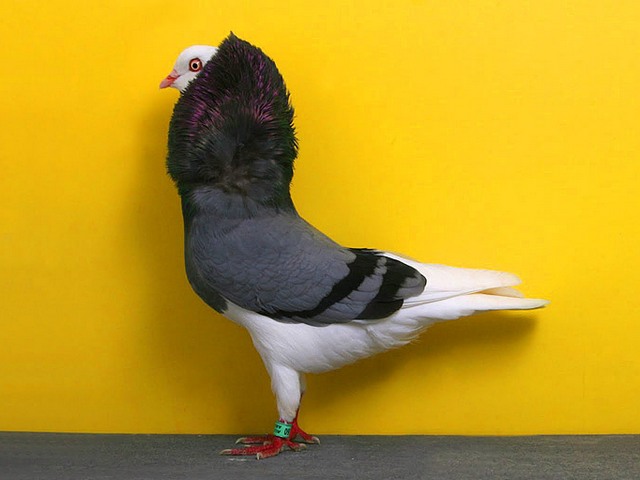 Породы голубей | ЗооТом - продажа, вязка и услуги для животных в Донском