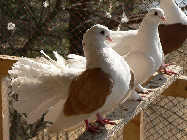 Содержание голубей и уход за ними в Донском