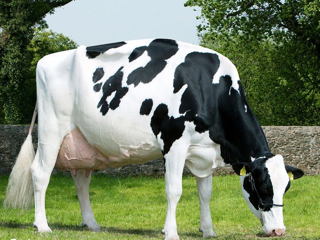 Породы коров в Донском | ЗооТом портал о животных