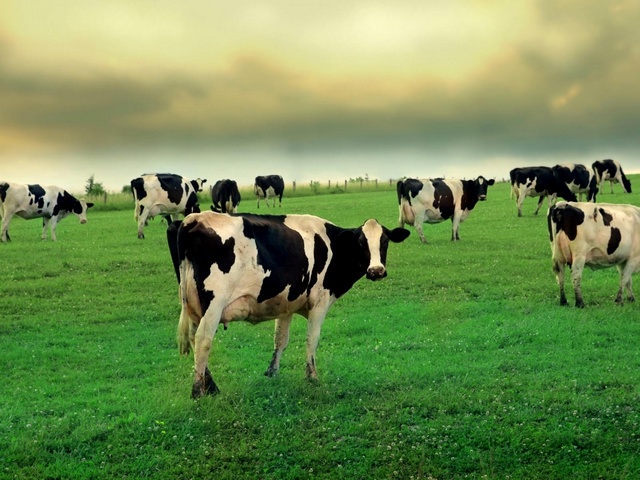 Содержание коров и уход за ними в Донском | ЗооТом портал о животных