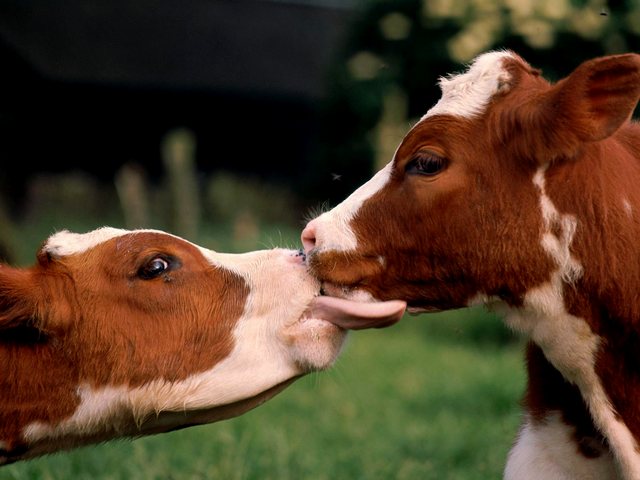 Статьи о коровах в Донском | ЗооТом портал о животных