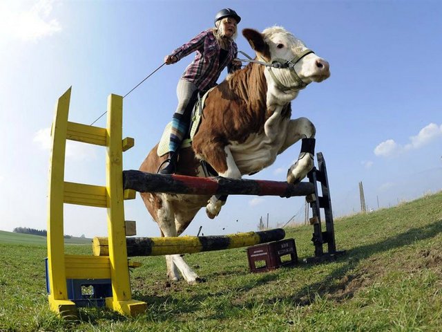 Статьи о коровах в Донском | ЗооТом портал о животных