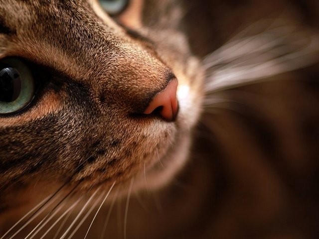 Статьи о кошках в Донском | ЗооТом портал о животных