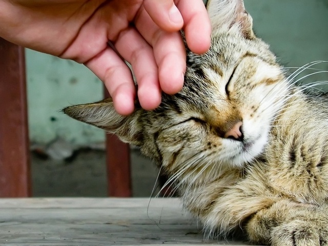 Интересные статьи о кошках в Донском | ЗооТом портал о животных