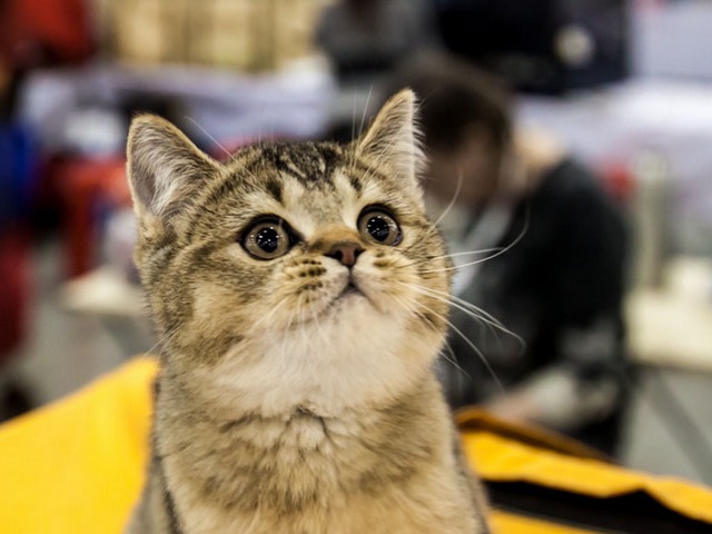 Выставки кошек в Донском | ЗооТом портал о животных