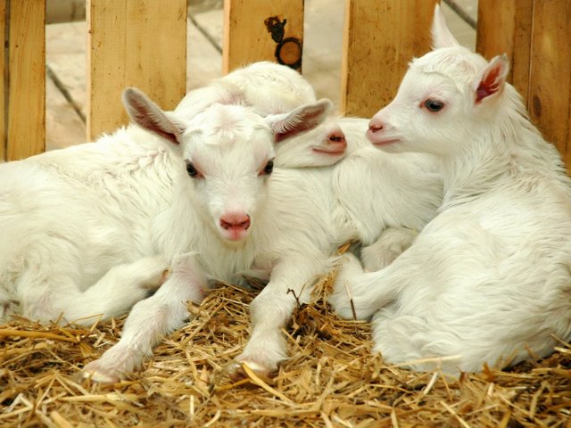 Содержание коз и уход за ними в Донском | ЗооТом портал о животных