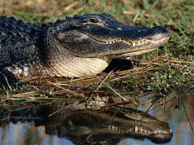 Породы крокодилов в Донском | ЗооТом портал о животных