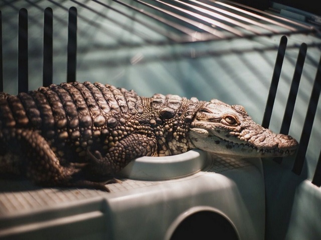 Содержание крокодилов и уход за ними в Донском | ЗооТом портал о животных