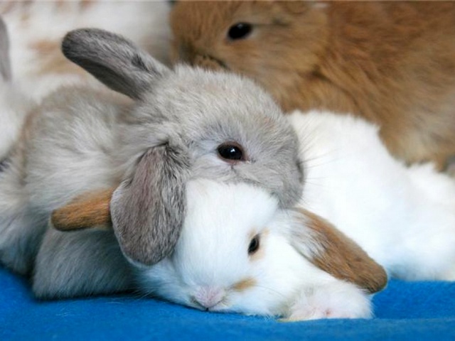 Статьи о кроликах в Донском | ЗооТом портал о животных