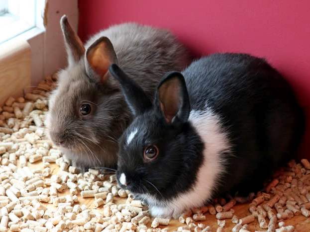 Содержание кроликов и уход за ними в Донском | ЗооТом портал о животных