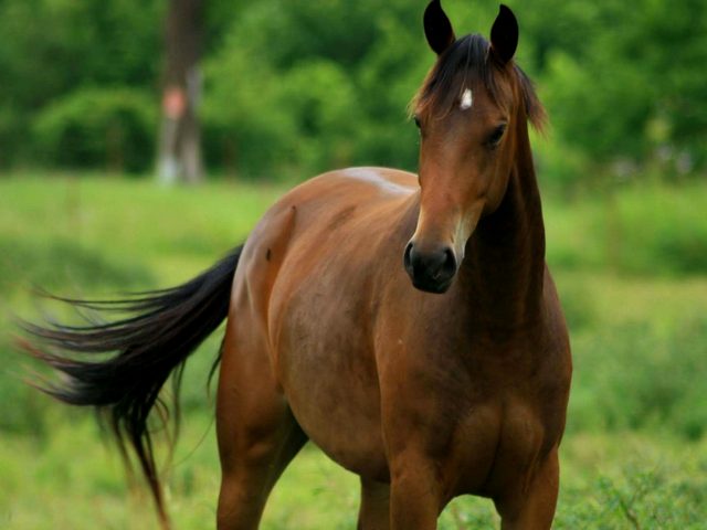 Содержание лошадей и уход за ними в Донском | ЗооТом портал о животных