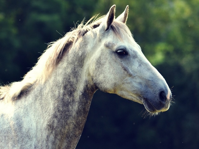 Уход за лошадьми в Донском | ЗооТом портал о животных