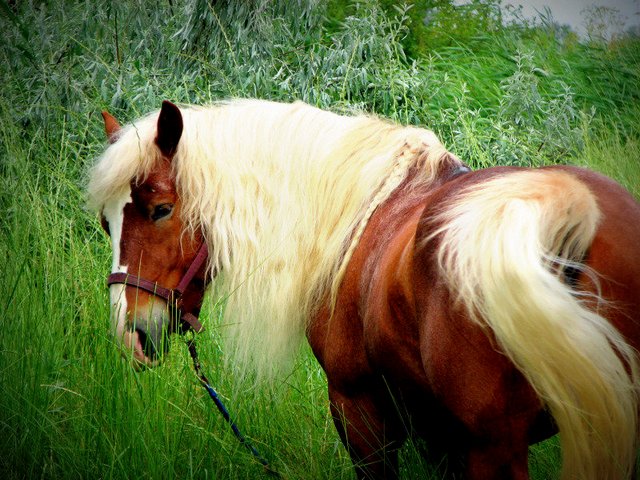 Породы лошадей в Донском | ЗооТом портал о животных