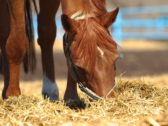 Содержание лошадей в Донском | ЗооТом портал о животных
