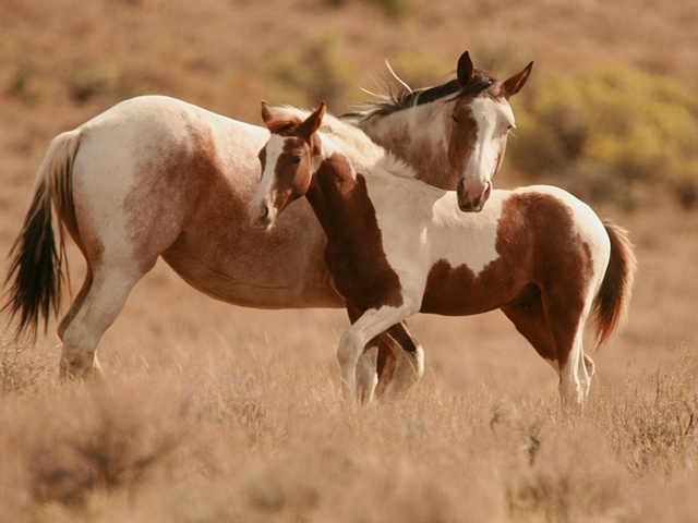 Интересные факты лошадях в Донском | ЗооТом портал о животных