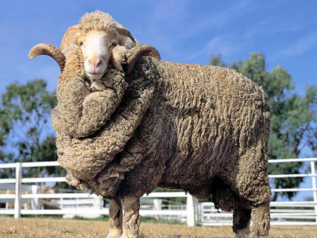 Породы овец в Донском | ЗооТом портал о животных