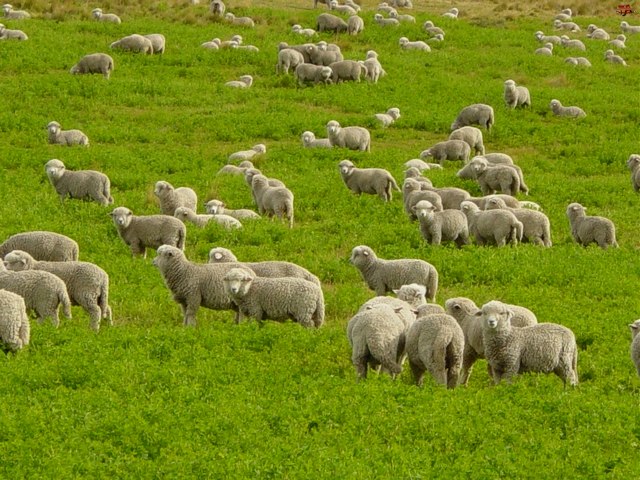 Содержание овец и уход за ними в Донском | ЗооТом портал о животных