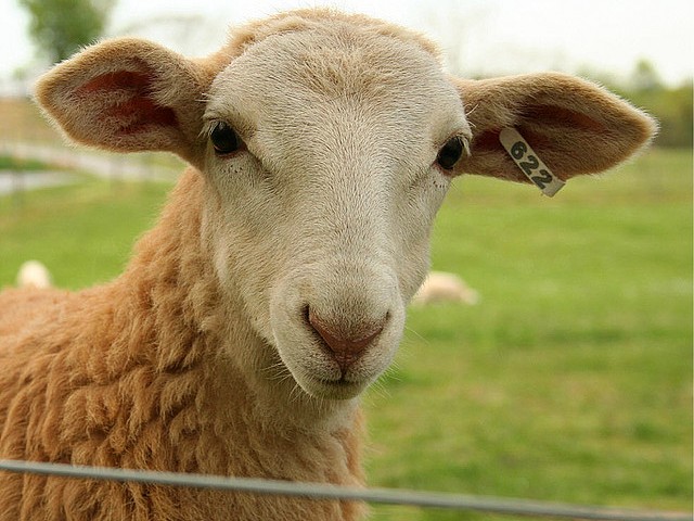 Статьи об овцах в Донском | ЗооТом портал о животных