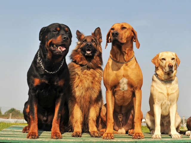 Крупные породы собак в Донском | ЗооТом портал о животных