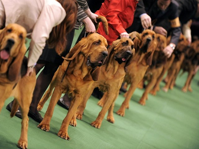 Выставки собак в Донском