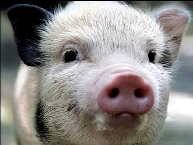 Породы свиней в Донском | ЗооТом портал о животных