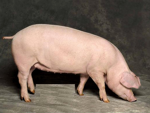 Породы свиней в Донском | ЗооТом портал о животных