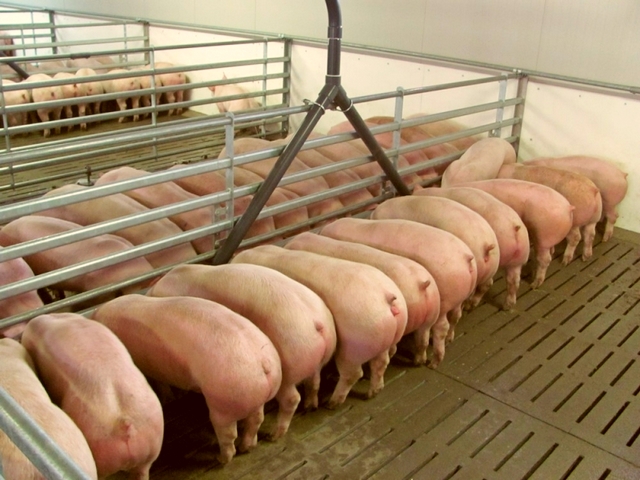 Содержание свиней и уход за ними в Донском | ЗооТом портал о животных