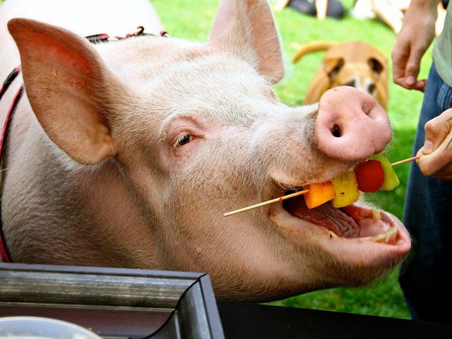 Статьи о свиньях в Донском | ЗооТом портал о животных