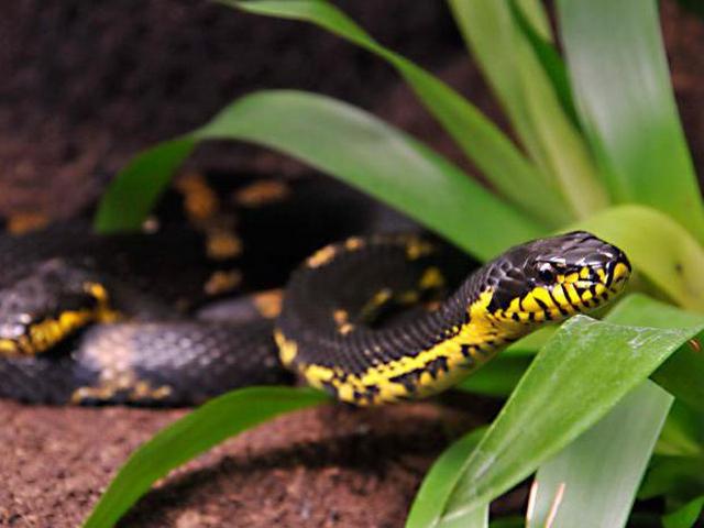 Содержание змей и уход за ними в Донском | ЗооТом портал о животных